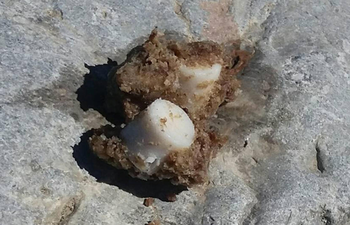 Νεκρά ζώα από φόλες υδροκυανίου στη Ρόδο