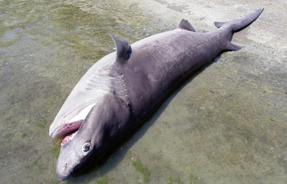 Ρόδος: Νεκρός καρχαρίας 4 μέτρων και 436 κιλών στο Βόδι