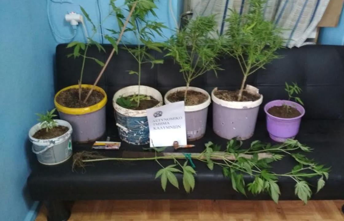 Συνελήφθη 70χρονος για καλλιέργεια και κατοχή κάνναβης στην Κάλυμνο - Εκριζώθηκαν & κατασχέθηκαν 7 δενδρύλλια ύψους έως 1,35 μέτρα