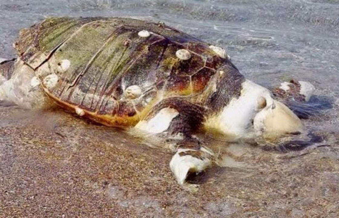 Νεκρή χελώνα καρέττα – καρέττα στο Ψαλίδι