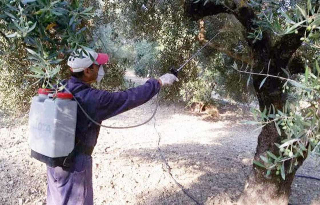 Από τις 7 Οκτωβρίου θα ξεκινήσει η καταπολέμηση του δάκου της ελιάς με δολωματικούς από εδάφους ψεκασμούς, σε όλο το νησί της Κω