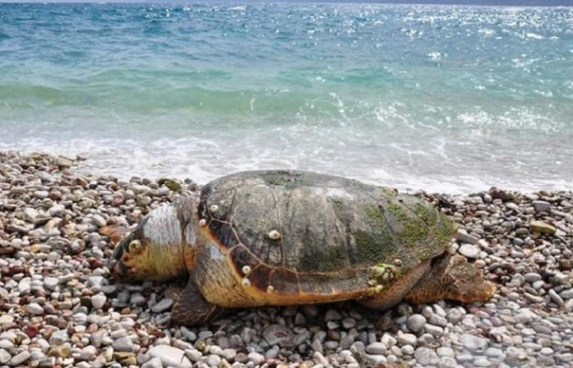 Λέρος:  Εντοπίστηκε νεκρή πράσινη χελώνα στην ακτή Γούρνας