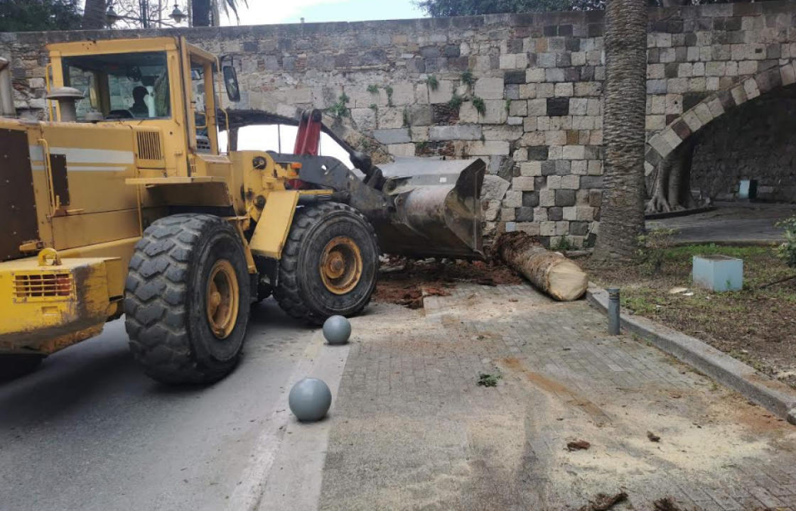 Ξεκίνησαν οι εργασίες για την αντικατάσταση 23 άρρωστων φοινίκων, στη Λεωφόρο Φοινίκων, στην Κω - ΦΩΤΟ