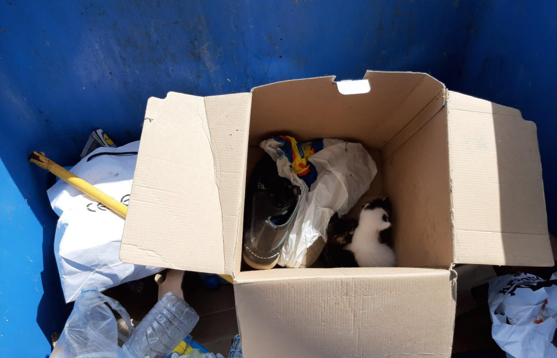 Τα πεταμένα γατάκια που βρήκαν συμπολίτες μας, σε κάδο σκουπιδιών στην πόλη της Κω