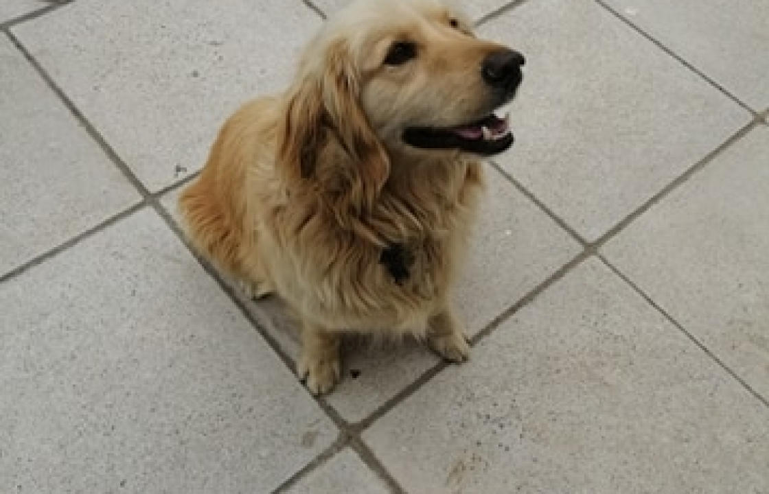 Βρέθηκε το σκυλάκι της φωτογραφίας στην περιοχή Πλατάνι