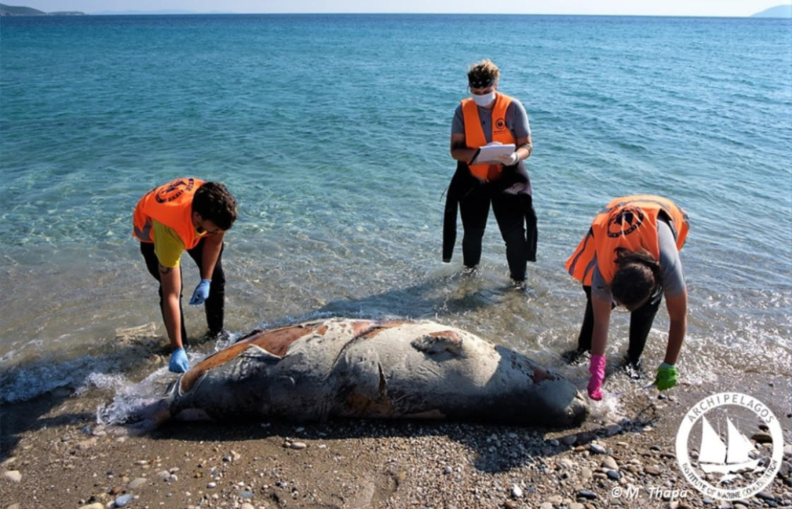 Εφτά νεκρές Μεσογειακές Φώκιες εντοπίστηκαν στην Κω και άλλα νησιά του Αιγαίου