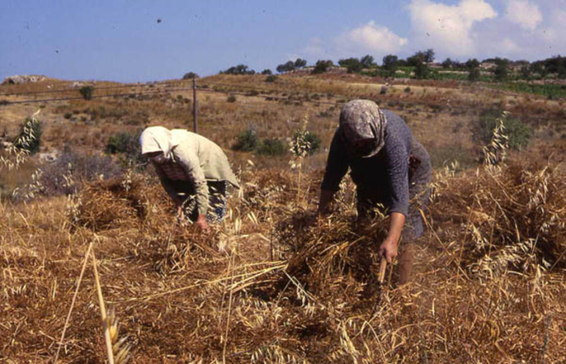 Οι απέραντοι σιτοβολώνες και τα σταροχώραφα της Κω. Γράφει η Ξανθίππη Αγρέλλη