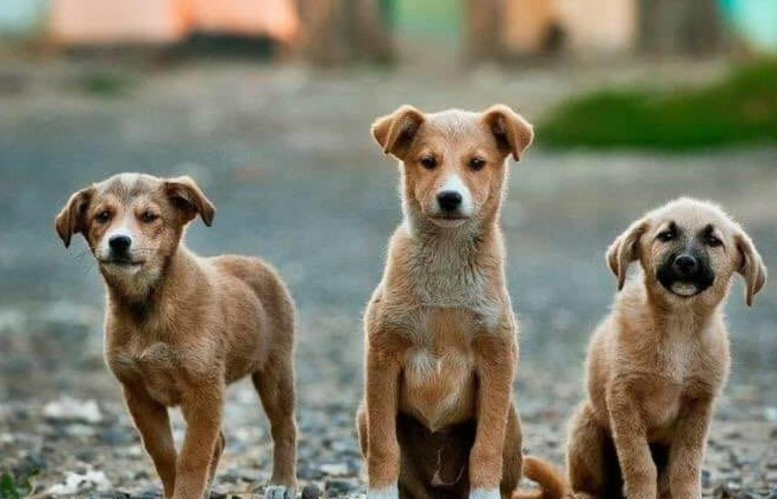 Στην προμήθεια ξηράς τροφής για αδέσποτα ζώα προχωράει ο Δήμος Κω -  θα καλυφθούν οι ανάγκες σίτισης για 5 μήνες για 987 ζώα