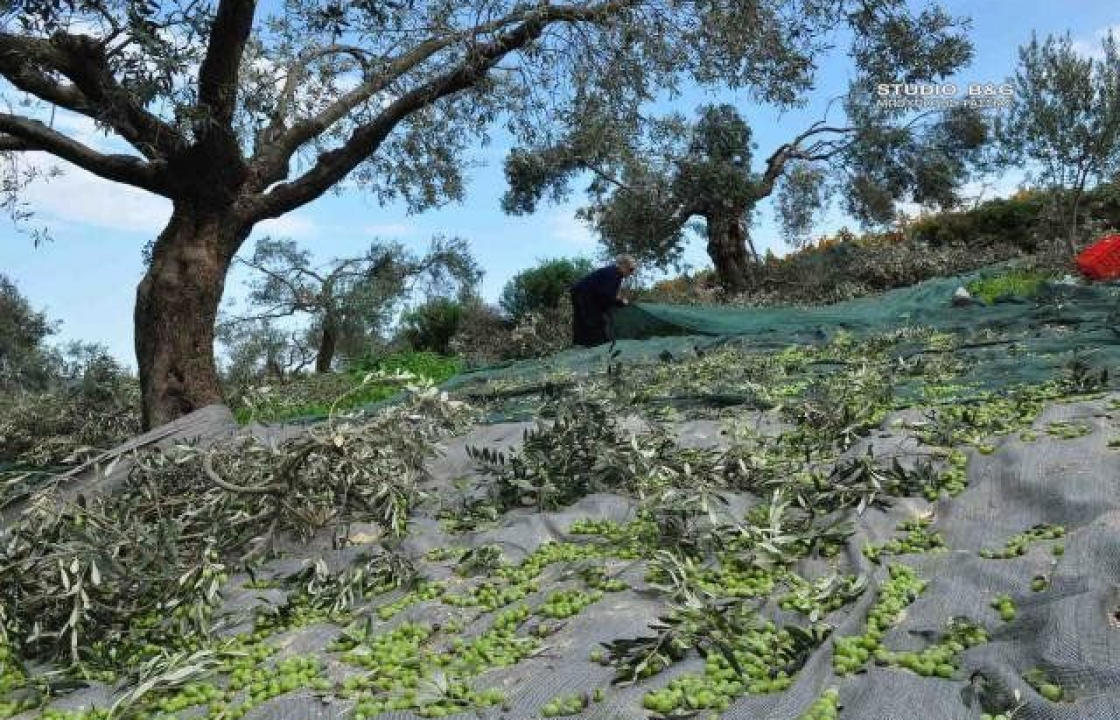 Lockdown: Ποια έγγραφα πρέπει να έχετε μαζί σας για το μάζεμα της ελιάς