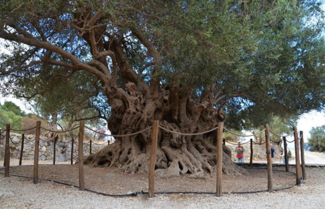 Δημιουργείται στη Pόδο το πρώτο πανελλαδικά «πάρκο υπεραιωνόβιων ελαιόδεντρων»