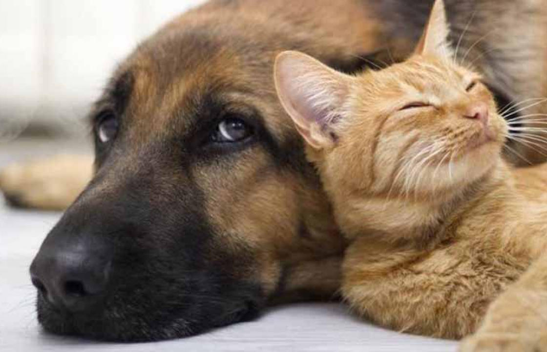 Τροφή για σίτιση αδέσποτων ζώων (σκύλους και γάτες) θα διανείμει ο Δήμος Κω την επόμενη εβδομάδα