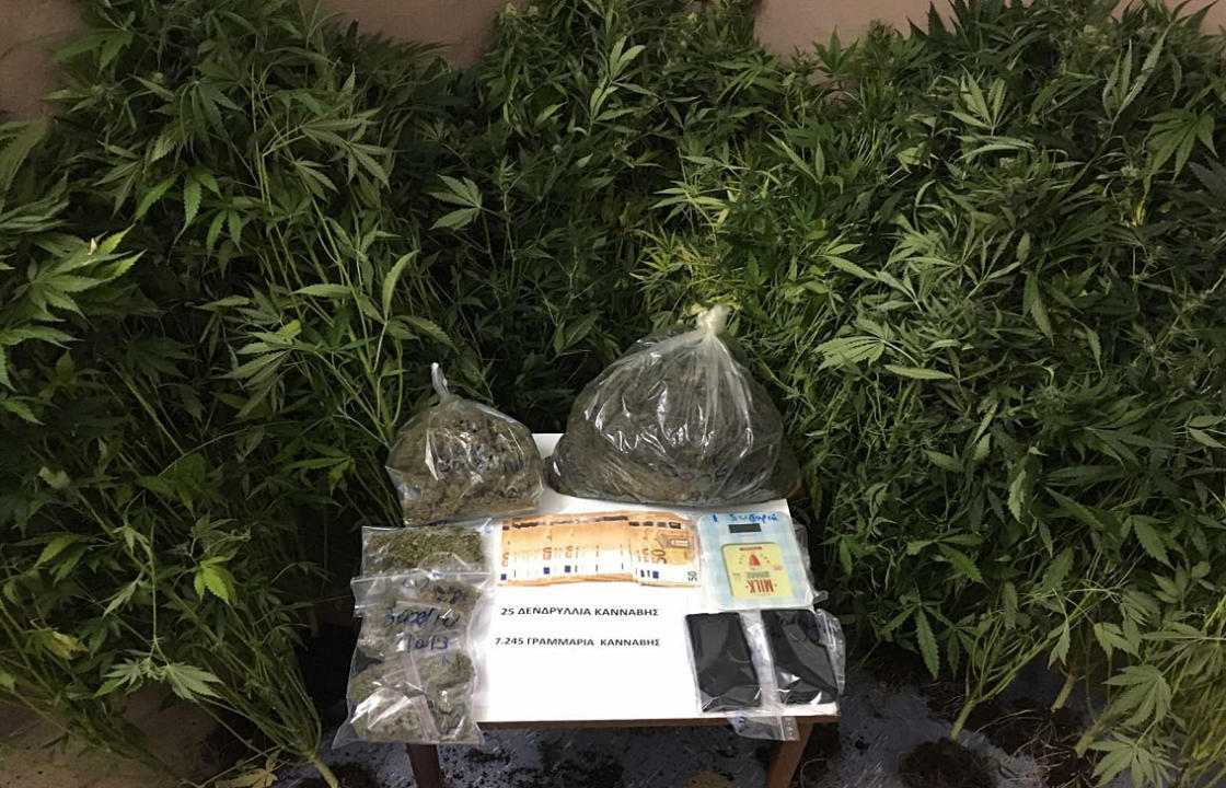 Συνελήφθησαν δύο άνδρες για καλλιέργεια -παρασκευή και διακίνηση ναρκωτικών ουσιών στη Ρόδο -  Κατασχέθηκαν πάνω από 7 κιλά κάνναβης