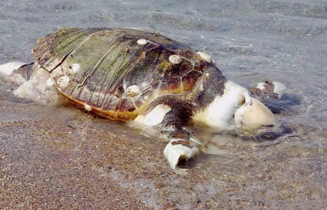 Νεκρή χελώνα καρέτα-καρέτα στην ακτή του Βρομόλιθου, στη Λέρο