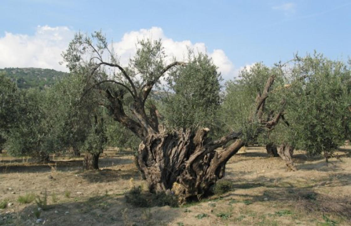 Κάλεσμα συμμετοχής στην προστασία αιωνόβιων ελαιοδέντρων από την Περιφέρεια