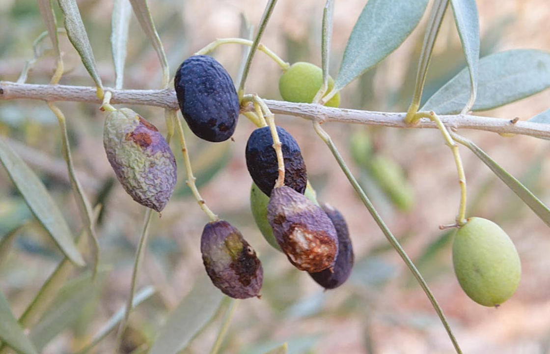 Έναρξη δολωματικών ψεκασμών δακοκτονίας στα νησιά Ρόδο, Κώ, Κάσο, Αστυπάλαια, Λέρο και Χάλκη