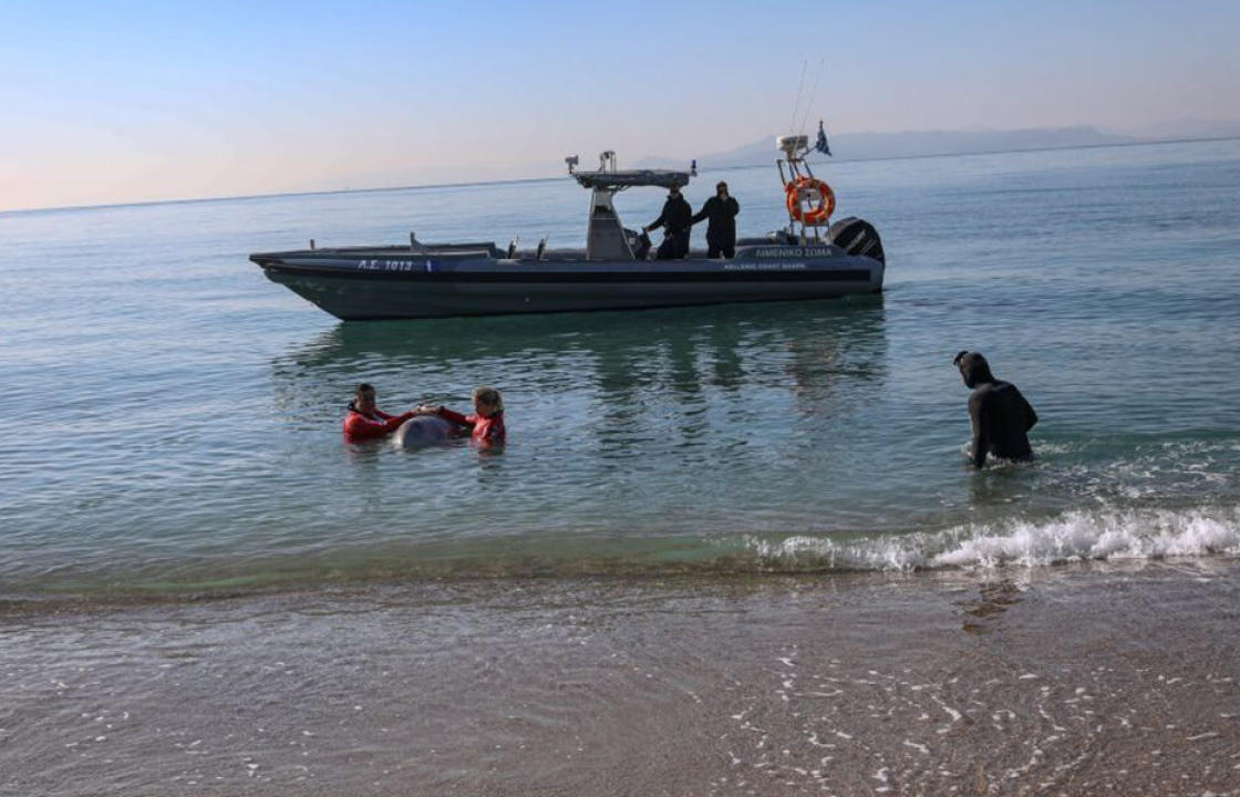 Eντοπίστηκε νεκρή η νεαρή ραμφοφάλαινα η οποία είχε εμφανιστεί το προηγούμενο Σάββατο στα αβαθή του όρμου Σελήνια στη Σαλαμίνα