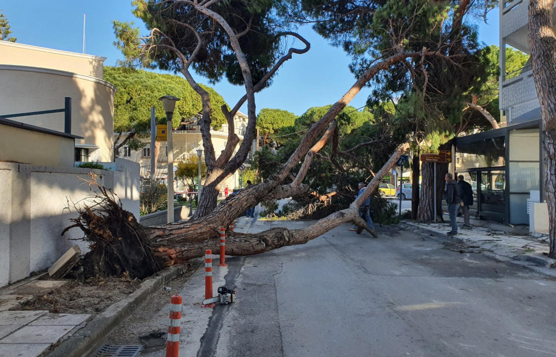 Πτώση μεγάλου πεύκου στην Ελευθερίου Βενιζέλου το μεσημέρι της Τετάρτης