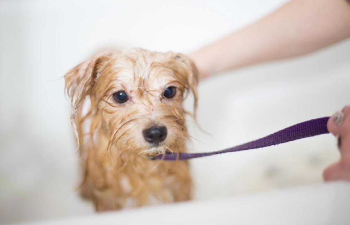 Tips για πιο άνετες «βόλτες» στο μπάνιο με τον σκύλο μας