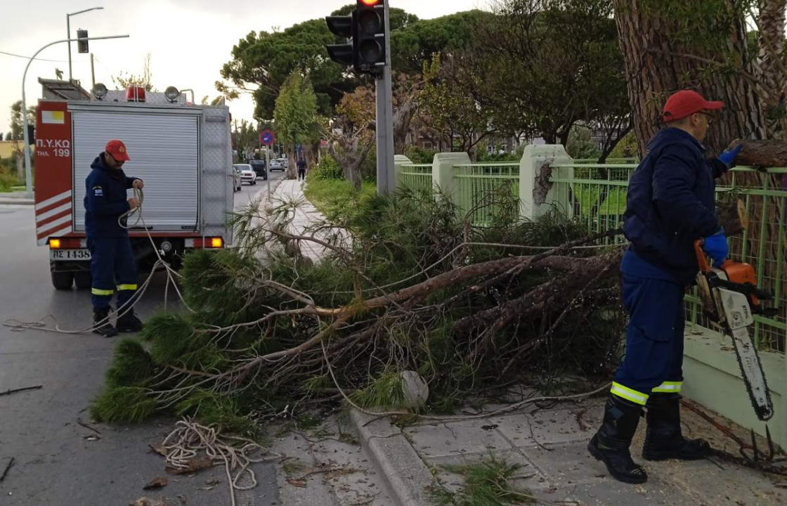 Πτώσεις μεγάλων κλαδιών το απόγευμα της Παρασκευής στην πόλη της Κω - Άμεση παρέμβαση Πολιτικής Προστασίας και Πυροσβεστικής