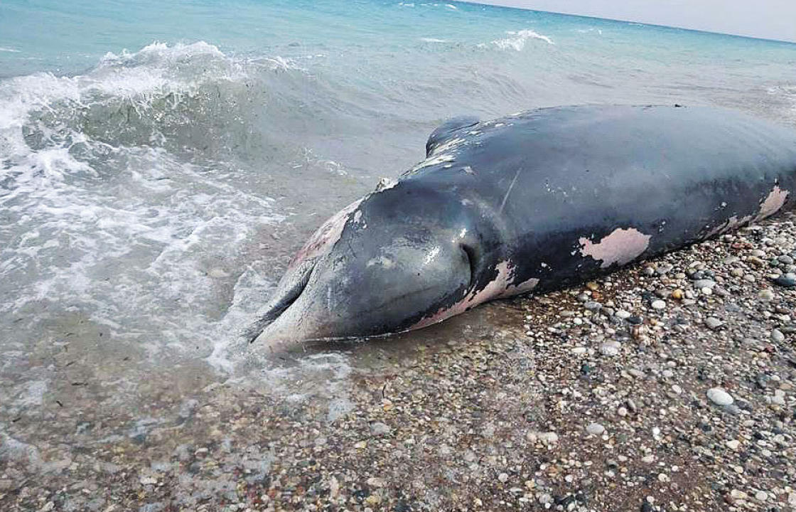 Νεκρός από κατάποση πλαστικών ζιφιός στη Ρόδο