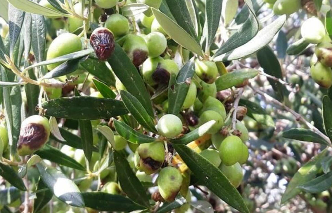 Ξεκινούν οι δολωματικοί ψεκασμοί των ελαιοδένδρων για την καταπολέμηση του δάκου σε Ρόδο, Κω, Κάσο, Λέρο, Αστυπάλαια και Τήλο