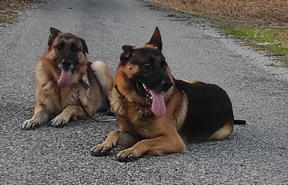 Animal Rescue Kos: Ανακοίνωση για την εξαφάνιση δύο σκυλιών από την Καρδάμαινα