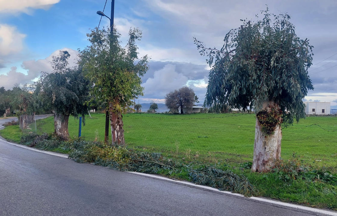 Εργασίες κλαδεμάτων δεντροστοιχιών στην κοινότητα Ασφενδιού