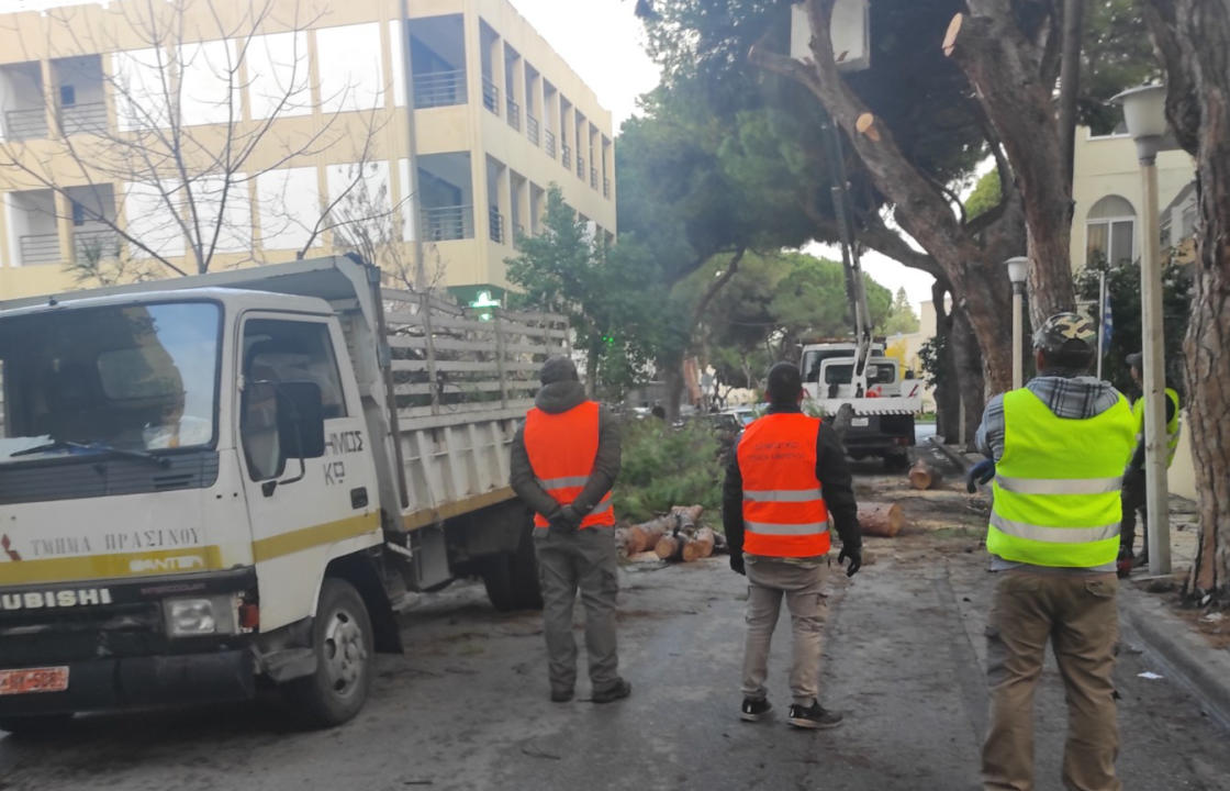 Κλάδεμα και απομάκρυνση Πεύκων στην Αρτεμισίας από την Υπηρεσία Πρασίνου και το εργοτάξιο του Δήμου Κω