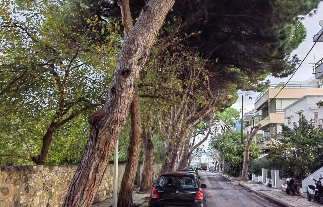 Κλειστή λόγω εργασιών κλάδευσης και αφαίρεσης δύο πεύκων που κινδυνεύουν με πτώση, θα παραμείνει η οδός Αρτεμησίας