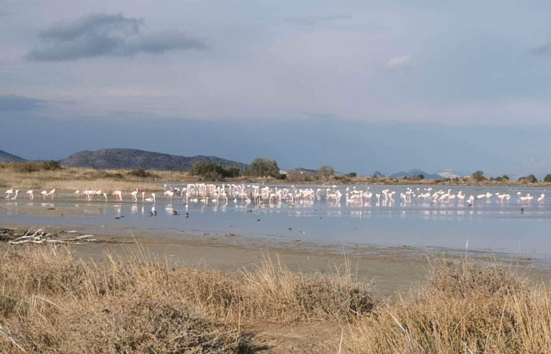 Σχόλιο του Νίκου Μυλωνά για την φετινή Παγκόσμια Ημέρα Υγροτόπων