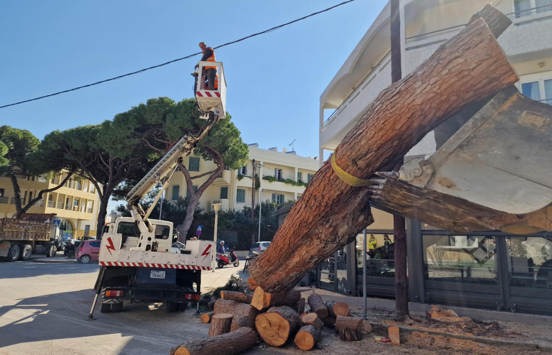 Ολοκληρώθηκε η απομάκρυνση του τεράστιου πεύκου στη διασταύρωση Ελ. Βενιζέλου &amp; Κοραή. ΦΩΤΟ &amp; ΒΙΝΤΕΟ