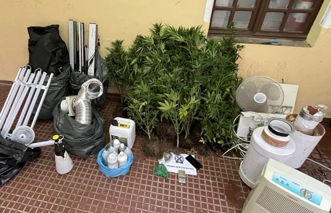 Συνελήφθη ημεδαπός για καλλιέργεια δενδρυλλίων κάνναβης και διακίνηση ναρκωτικών στην Κω -  Κατασχέθηκαν 29 δενδρύλλια