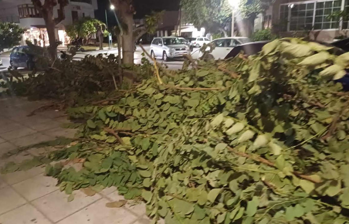 Παράπονα για τα κομμένα κλαδιά που βρίσκονται σε πεζοδρόμια