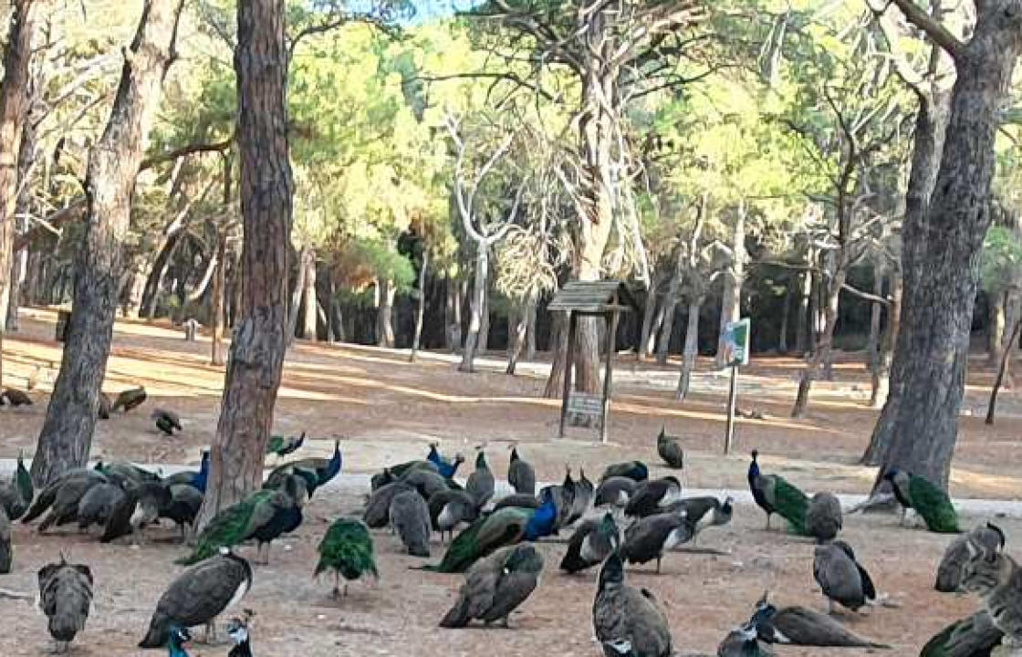 Υπεβλήθη μήνυση σε βάρος αγνώστου/ων για τις νεκρές γάτες στην Πλάκα - Εντοπίστηκε ακόμα μια χθες Τρίτη