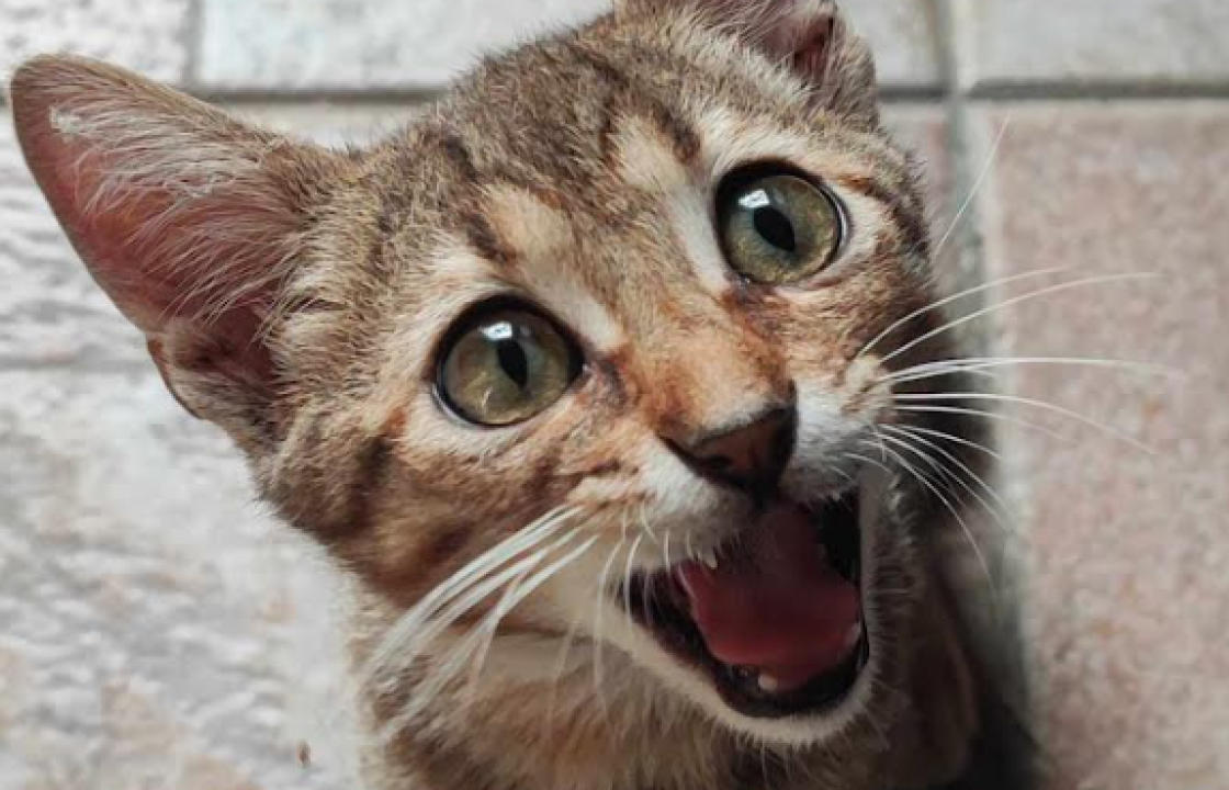 Χάθηκε το γατάκι της φωτογραφίας στο Κακό Πρινάρι