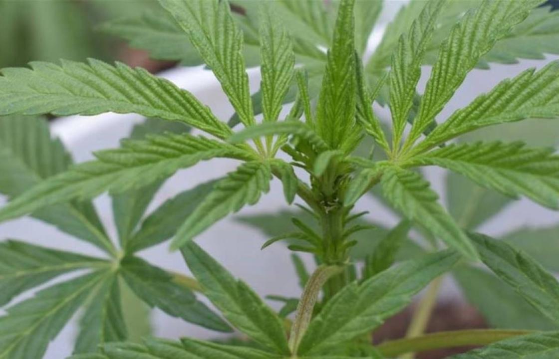 Σύλληψη για κατοχή ναρκωτικών και καλλιέργεια δενδρυλλίων κάνναβης στη Κω - Η ανακοίνωση της αστυνομίας