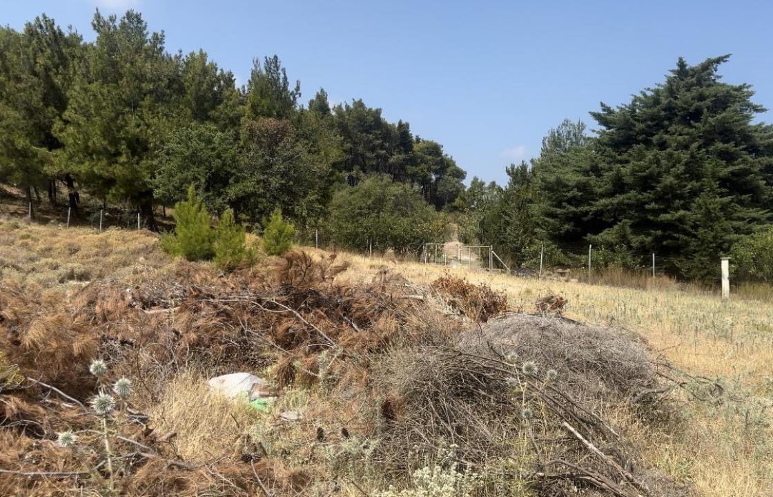 Από τον Μάιο παραμένουν στοίβες κλαδιών στο Ιπποκράτειο Ίδρυμα Κω, μέσα στο δάσος - Δείτε βίντεο και φωτογραφίες