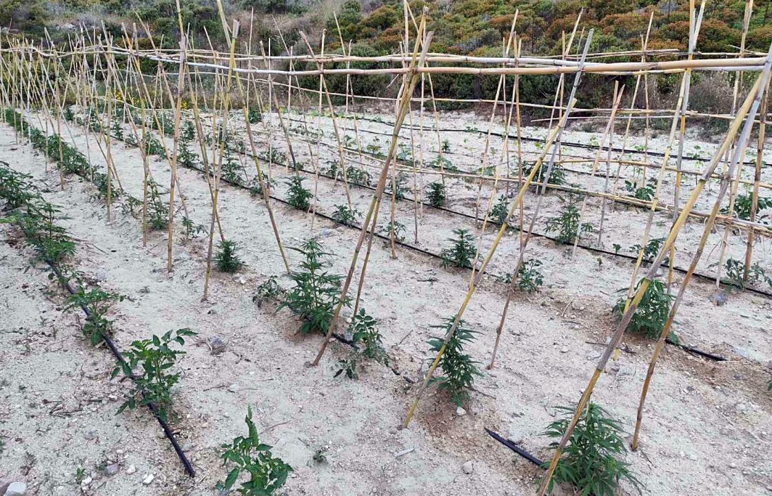Συνελήφθησαν δύο ημεδαποί για κατοχή-καλλιέργεια κάνναβης στην Κω -  Δείτε φωτογραφίες