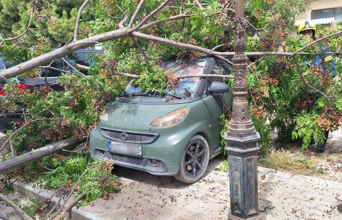 Άμεση επέμβαση της Πυροσβεστικής για κοπή και απομάκρυνση δένδρου