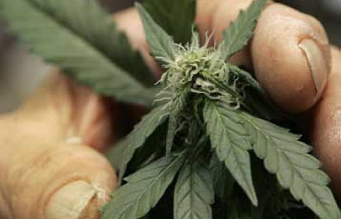 Συνελήφθησαν τα ξημερώματα στην Λάμπη για μικροποσότητα ακατέργαστης κάνναβης