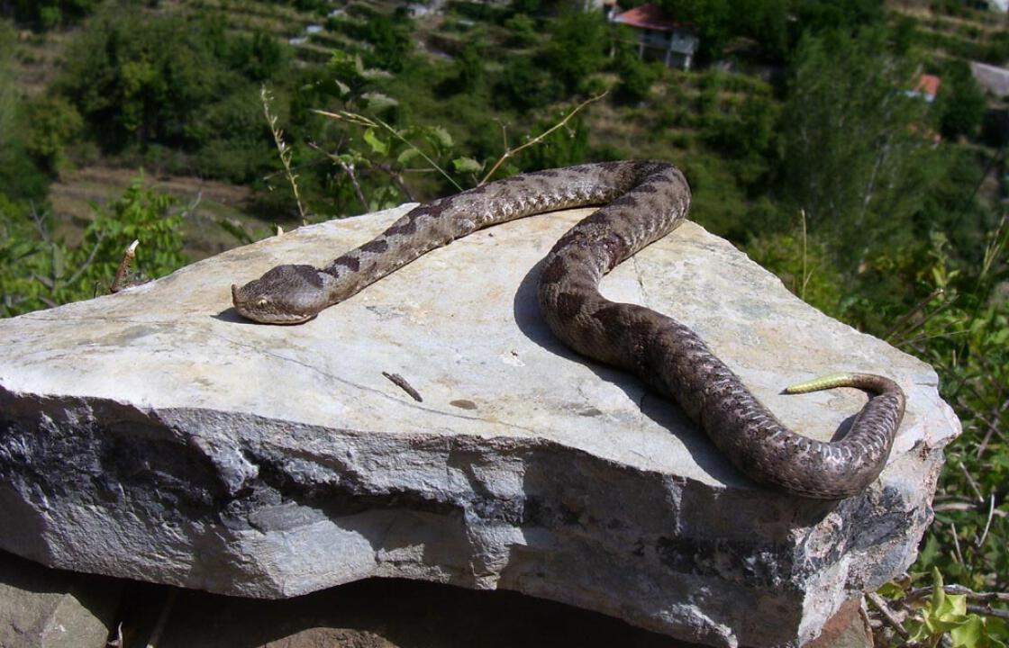 Γαλλίδα, κάτοικος Πάτμου, πέθανε από δάγκωμα οχιάς!